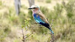 national bird, wildfowl, namibia