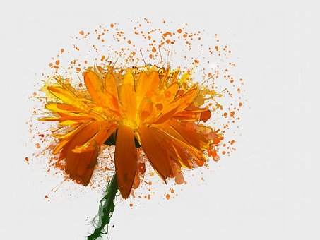 Free Calendula Orange Flower illustration and picture