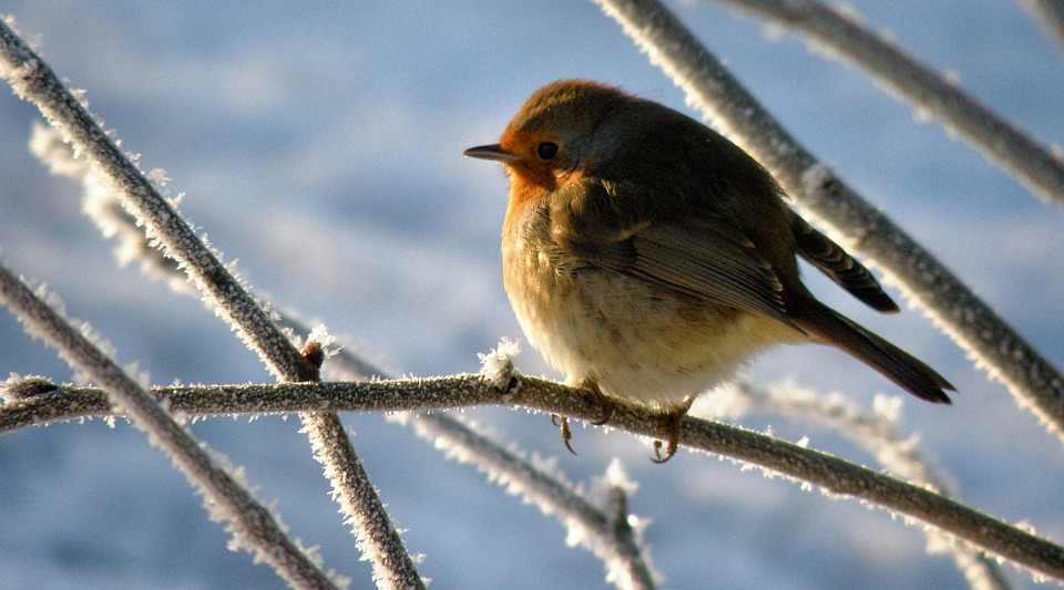 Robin Oiseau Neige Photo Gratuite Sur Pixabay