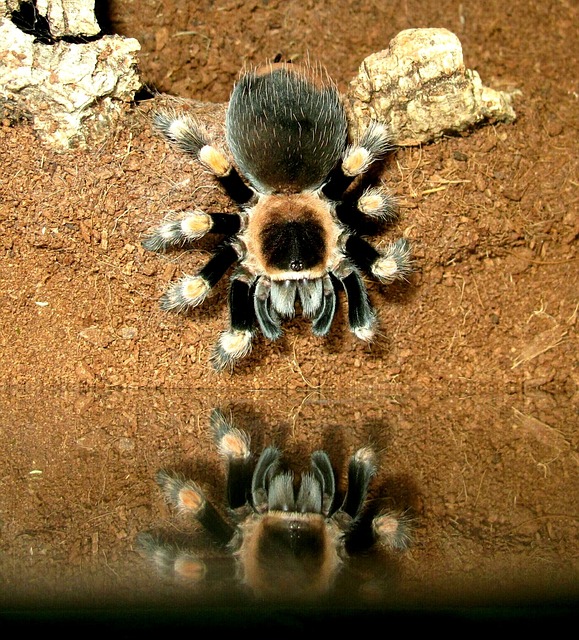 Tarantula, Brachypelma, Smith