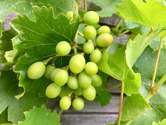 Druer, Umoden, Frugt, Natur, Vinstok