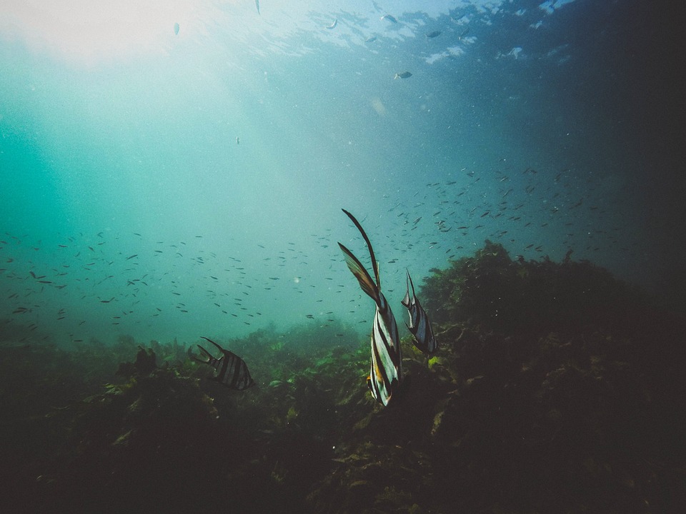 Nature, Water, Ocean, Sea, Underwater, Marine, Life