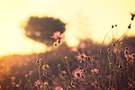 nature, field, wild