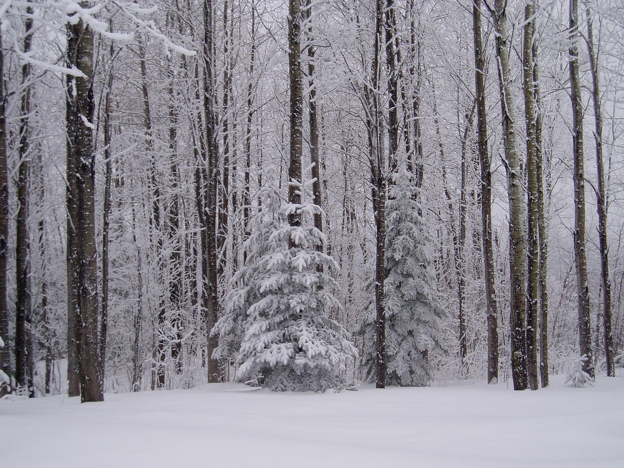 冬天 缅因州 雪 - Pixabay上的免费照片 - Pixabay