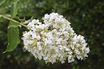 flowers, floral, crape myrtle