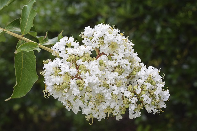 Free Flowers Floral photo and picture