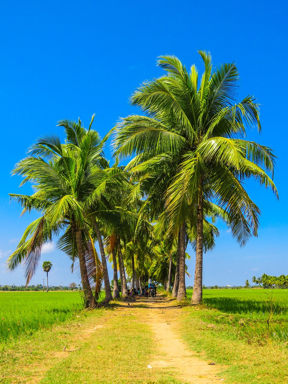 Palm Trees Grass Field Free photo on Pixabay Pixabay