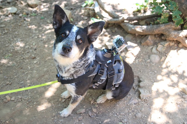 dog, pet, harness, animals, gopro, nature, camera, hero, walk, gray camera, gray walking, animal, gray hero
