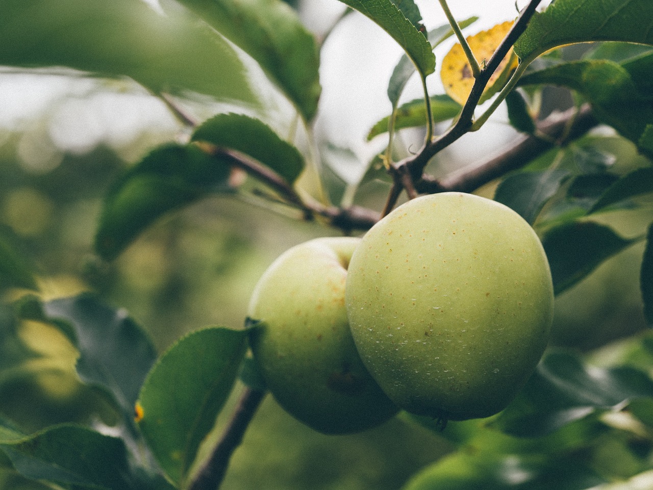 Hijau Apel Buah-Buahan - Foto gratis di Pixabay - Pixabay