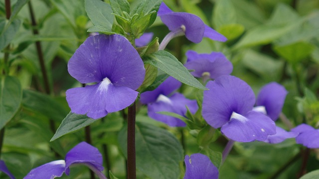 Free Flower Flower Background photo and picture