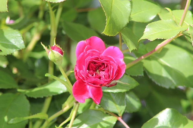 Rosa, Flor De Rosa, Rosa Aberta