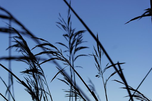 Free Reed Waterfront photo and picture