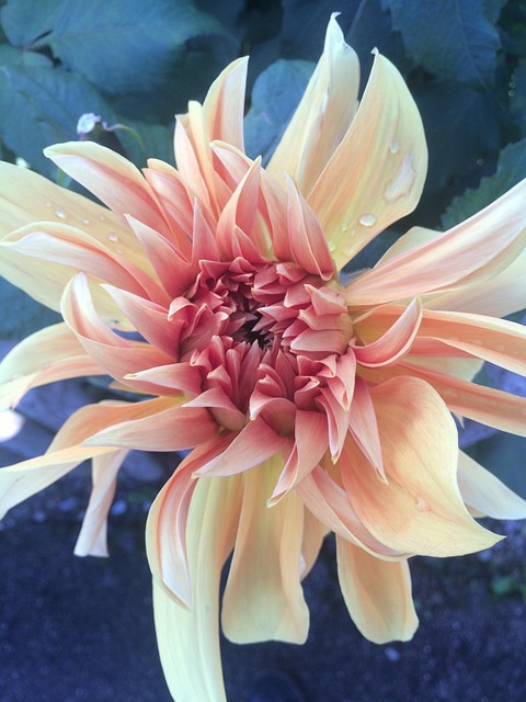 Free Flower Dahlia photo and picture