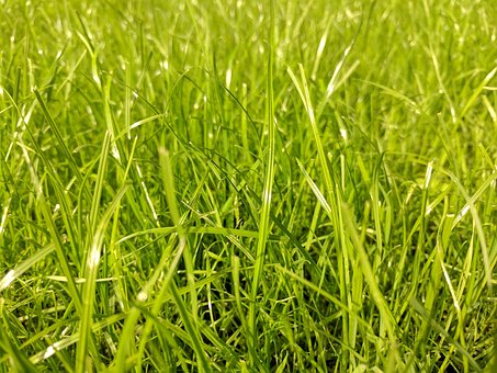 Free Grass Green photo and picture