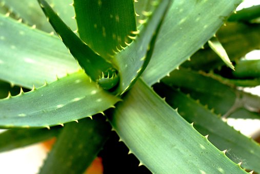 Aloe Vera, Spines, Healing, Foliage