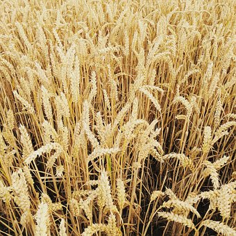 Free Wheat Field Field Of Wheat photo and picture