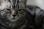 cat, animal, adidas