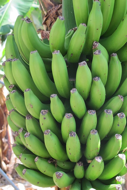 Free Bananas Green photo and picture