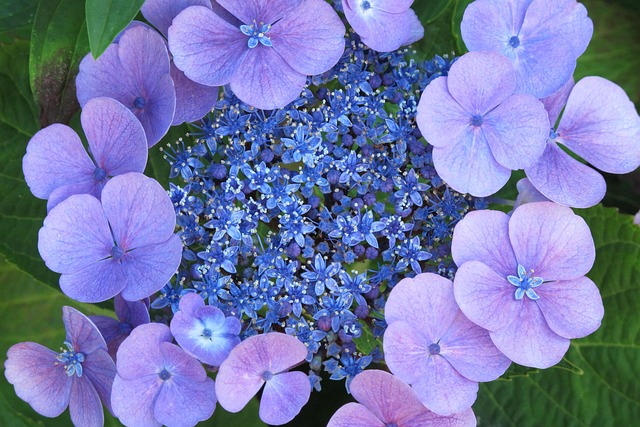 Free Flower Flower Wallpaper photo and picture