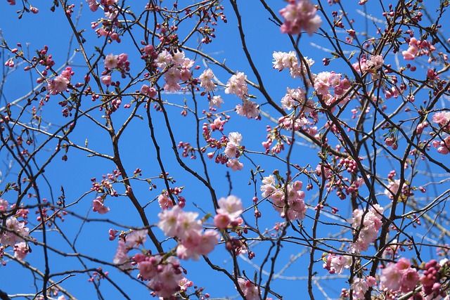 Free Spring Pink photo and picture