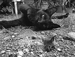 cat, rat, animals