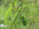 caterpillar, green, nature