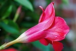 funnel flower, blossom, bloom