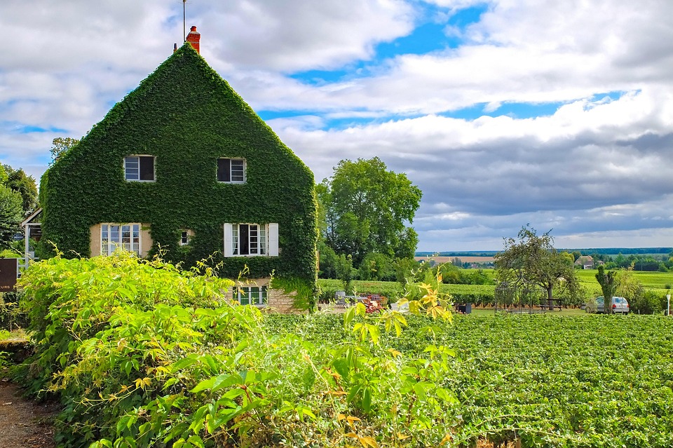 Maison, Accueil, Ivy, Vigne, Jardin, Paysage, Été