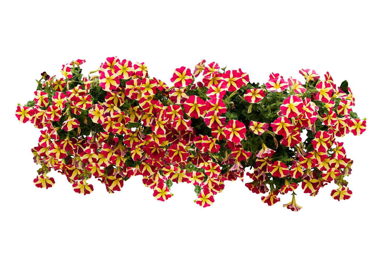Flowers Nature Blossom Free Photo On Pixabay
