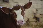 eyes, eyelashes, big ears