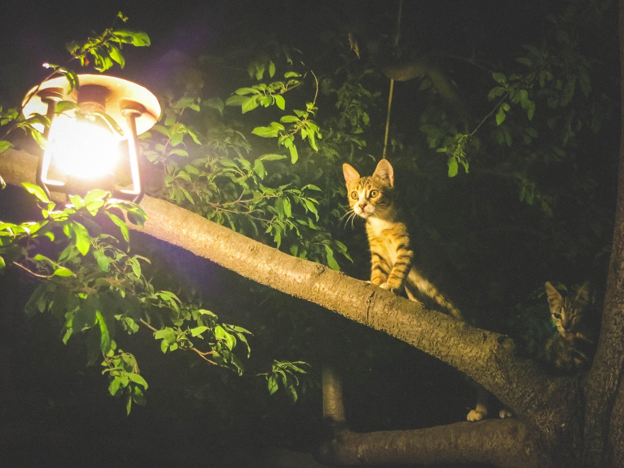 Cats Animals Light Free Photo On Pixabay