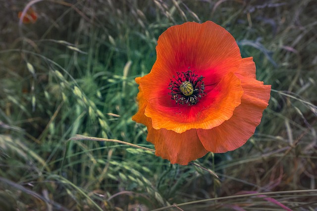 Free Poppy Flower Background photo and picture