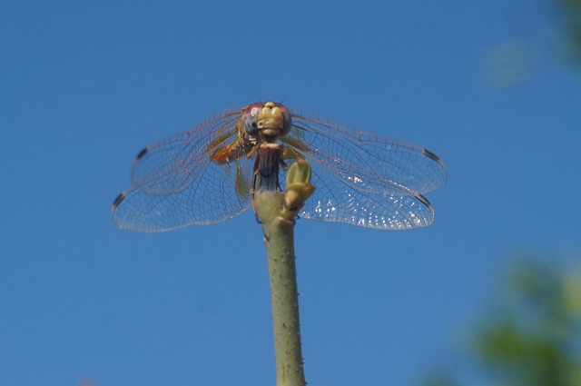 Free Dragonfly Nature photo and picture