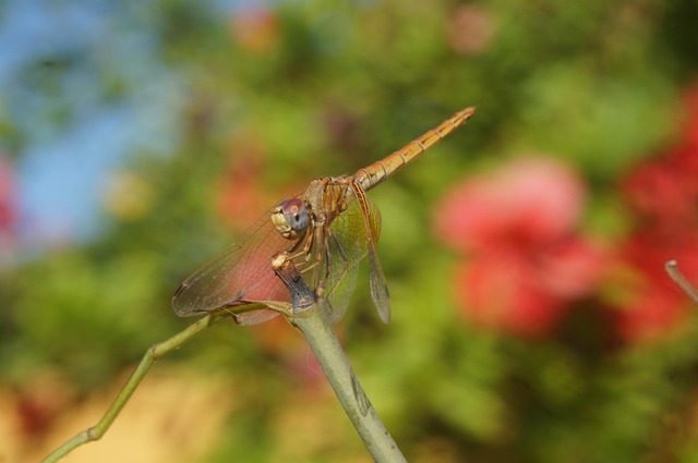 Free Dragonfly Nature photo and picture
