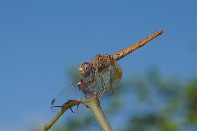 Free Dragonfly Nature photo and picture