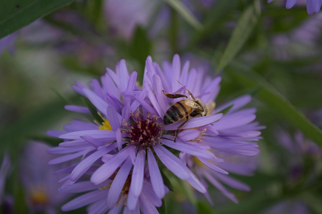 Free Purple Flower photo and picture
