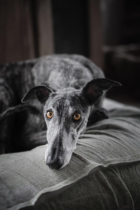 Anjing Hitam Dan Putih S W Foto Gratis Di Pixabay