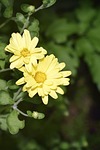 flower, yellow, chrysanthemum