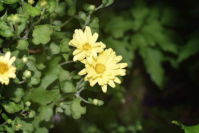 Free Flower Yellow photo and picture