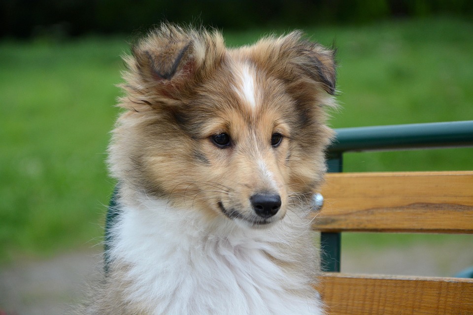 Anjing Gembala Shetland Kepala Foto Gratis Di Pixabay