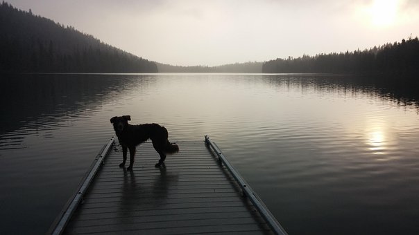 Hund, Kæledyr, Sø, Natur, Dyr, Dok