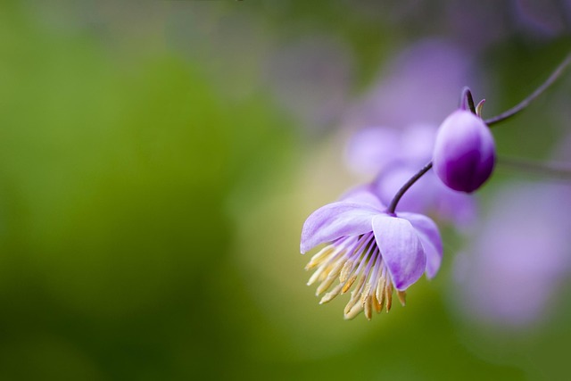 Free Flower Purple photo and picture