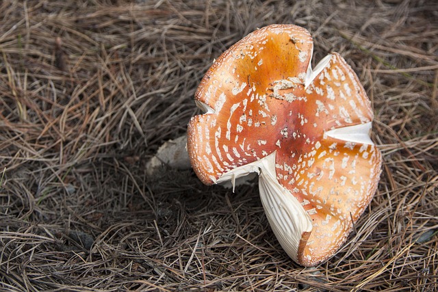 Free Mushroom Rustic photo and picture