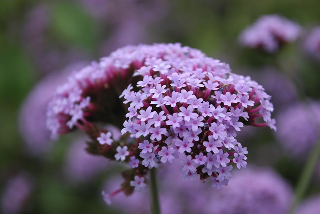 lavender, nature, plant, close-up