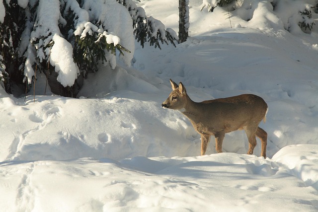 Free The European Roe Deer Winter photo and picture