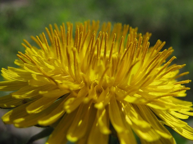 Free Dandelion Taraxacum Officinale photo and picture