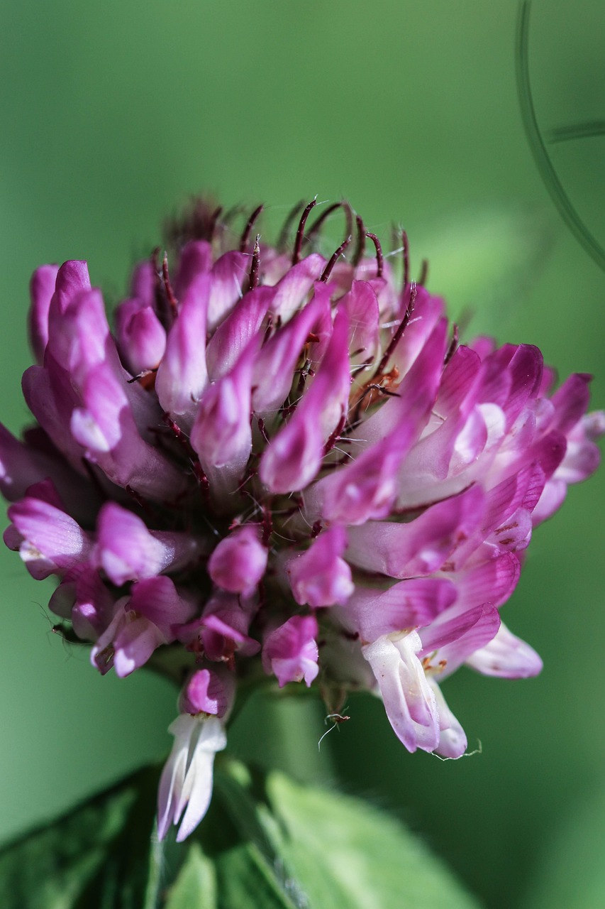 Hepática Flor Silvestre - Foto gratis en Hepática Flor Silvestre - Foto gratis en