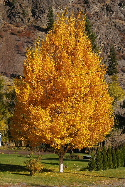 Free Birch Tree Landscaping photo and picture