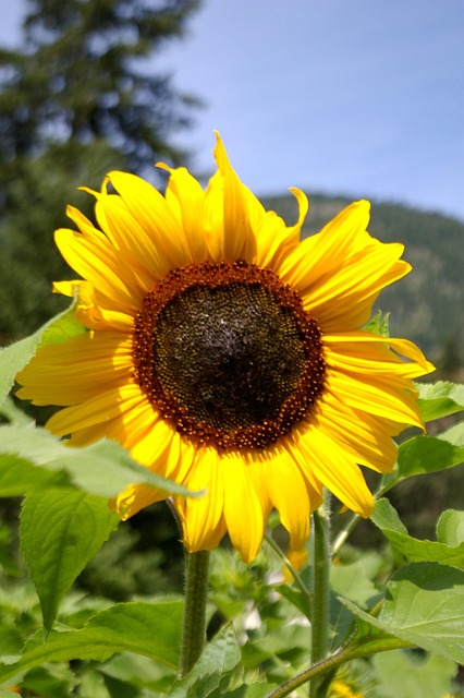 Free Summer Nature photo and picture