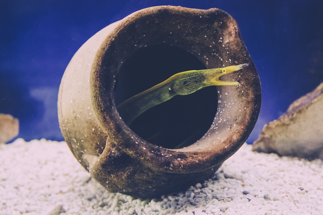 Fish - free online jigsaw puzzle photo